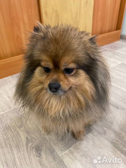 Девочка шпиц для вязки