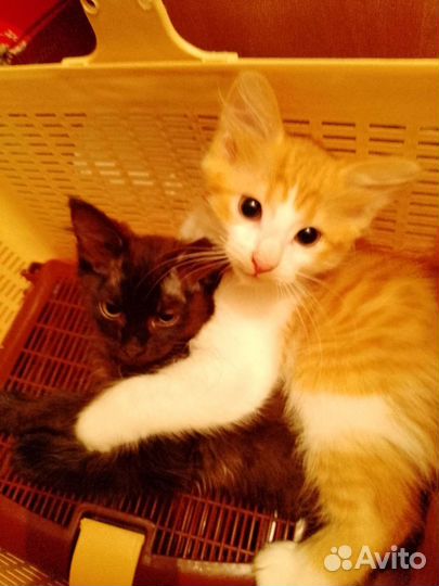 Котик в добрые руки