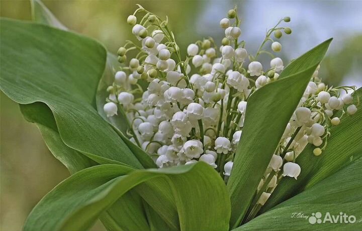 Ландыш садовый Многолетний. Рассада