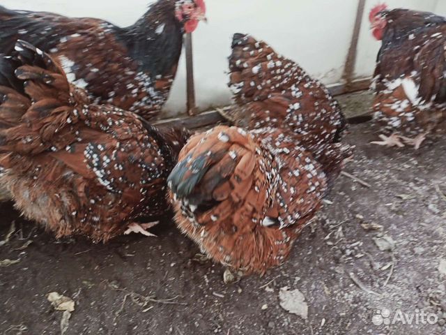 Цыплята кур-несушек породы орпингтон ситцевый