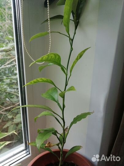 Комнатные цветы антуриум