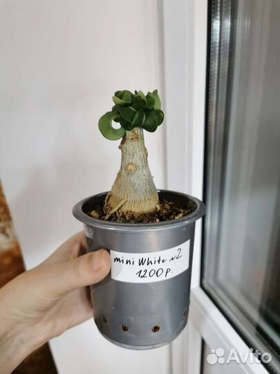Привитые мини адениумы mini