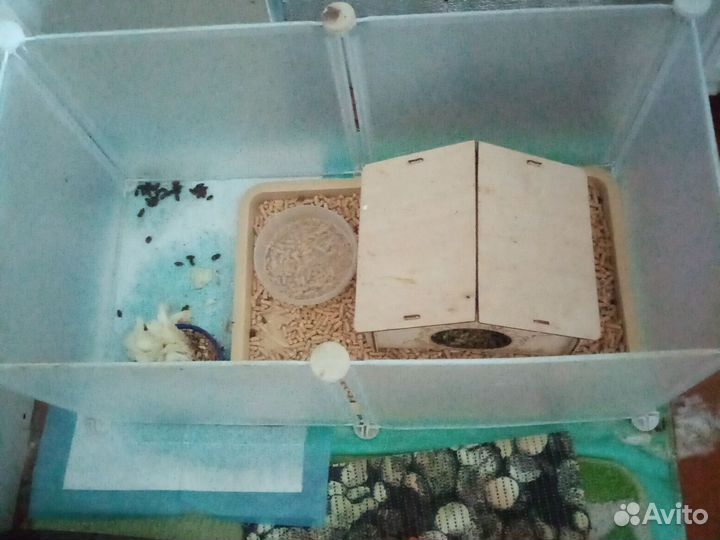 Морская свинка мальчик