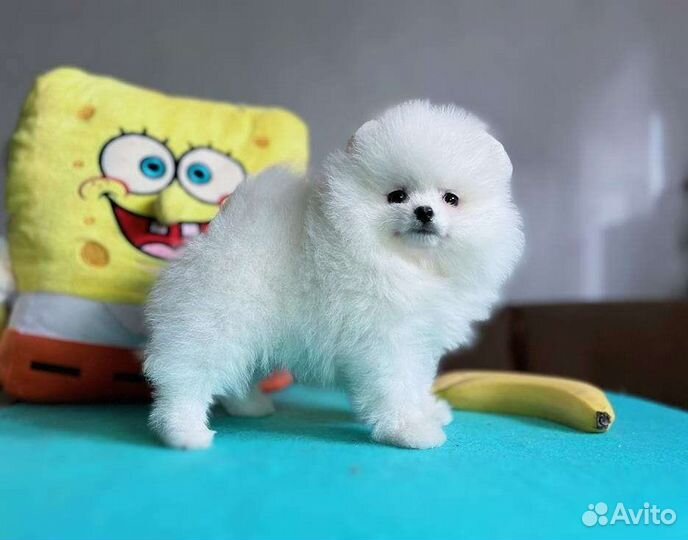 Щенки померанского шпица медвежьего типа