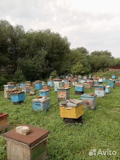 Мёд Алтайский Разнотравный