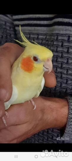 Попугаи кореллы ручные