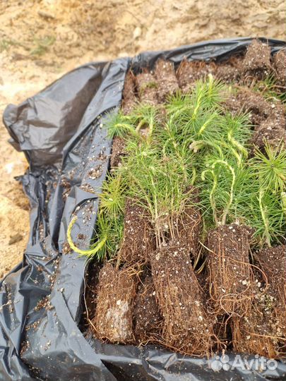 Сеянцы сосны зкс опт