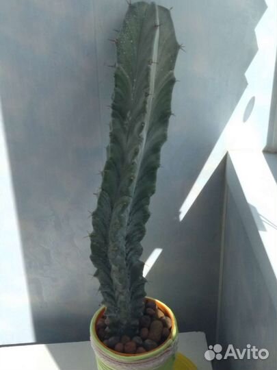 Кактусы редкие