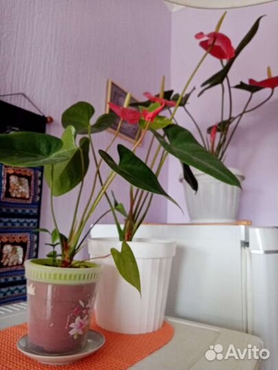 Антуриум Андре