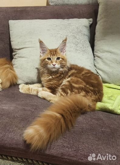 Мейн-кун котенок