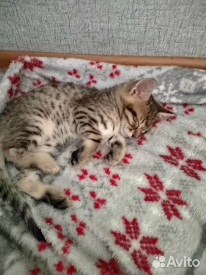 Кошка в дар бесплатно