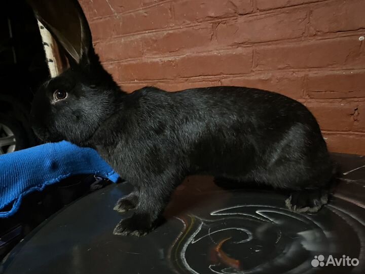 Кролики немецкий пестрый великан