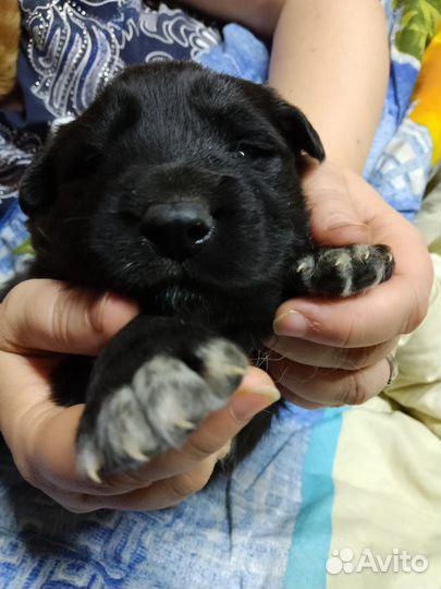 Щенки мальчики для души и охраны