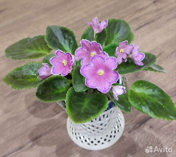 Цветущие фиалки