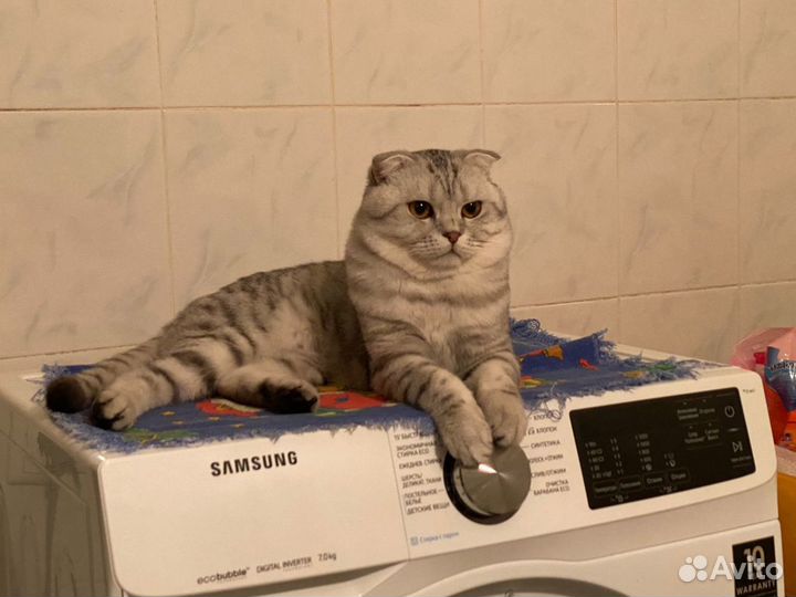 Шотландский кот вязка