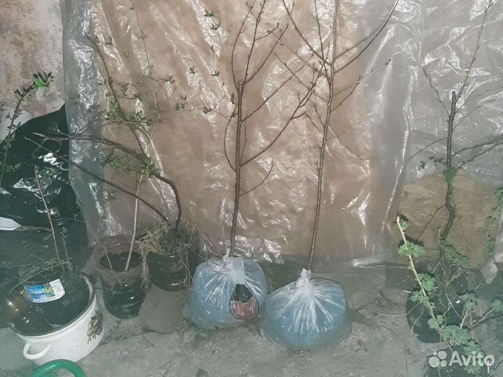 Вишня взрослая зкс