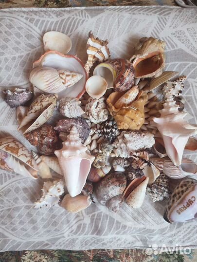 Морские ракушки раковины пакетом 1,5 кг