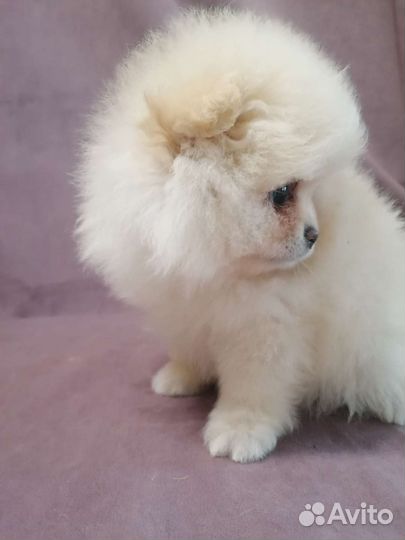 Померанский шпиц