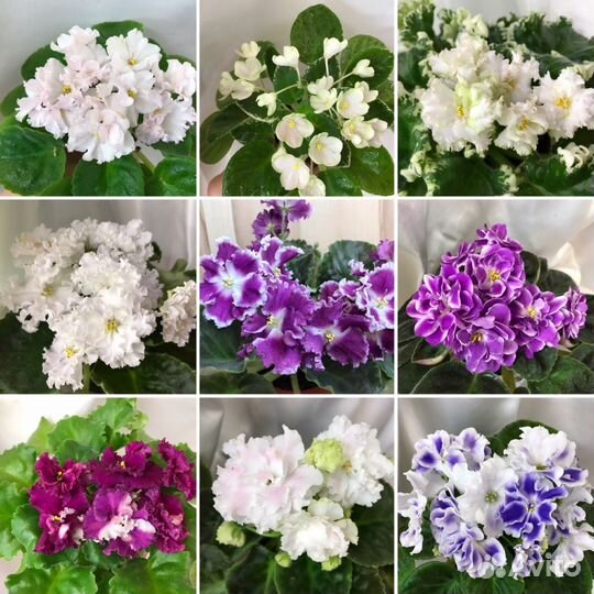 Фиалки, стрептокарпусы, глоксинии