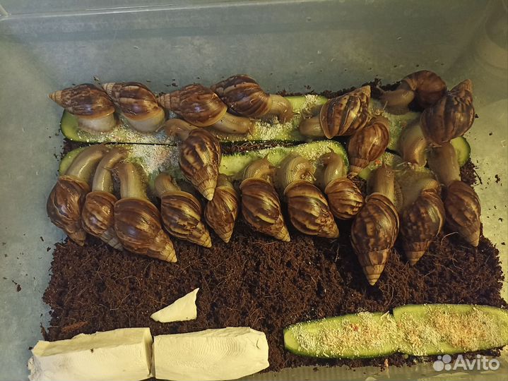 Улитки ахатины фулика стандарт