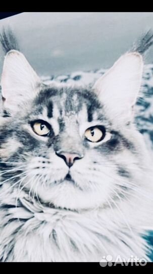 Полидакты мейн кун