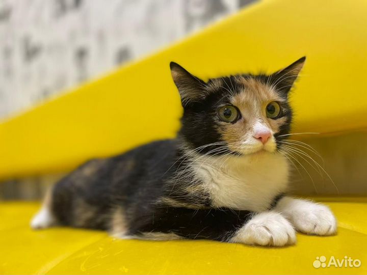 Кошка в дар бесплатно