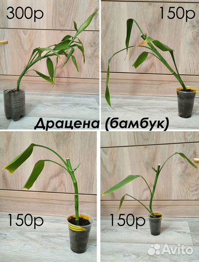 Комнатные растения цветы суккуленты