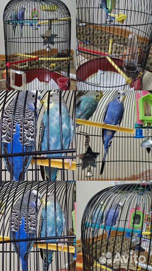 Волнистый попугай с клеткой