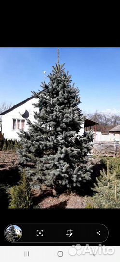 Ель голубая