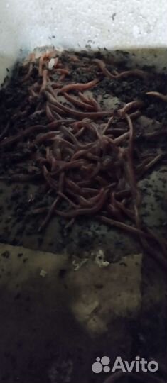 Червь для рыбалки старатель