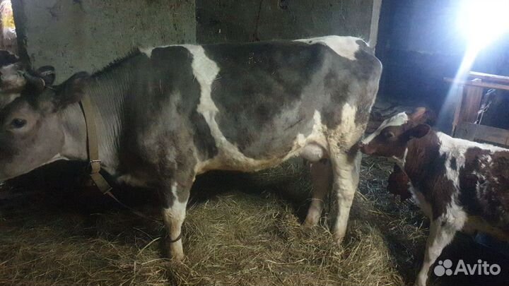 Корова с теленком нетеля