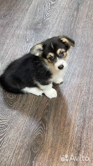 Продам корги