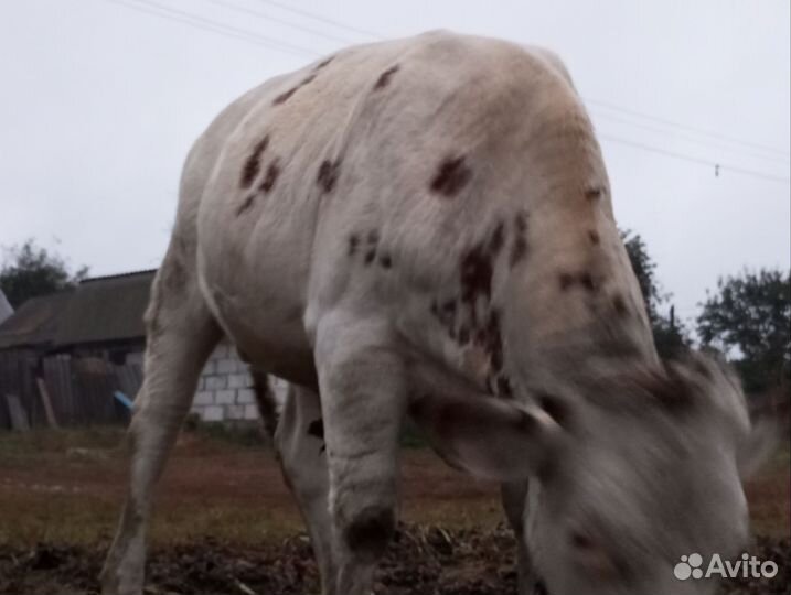Продам быка на мясо