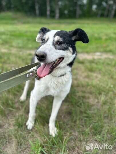 Собака в добрые руки отдам бесплатно