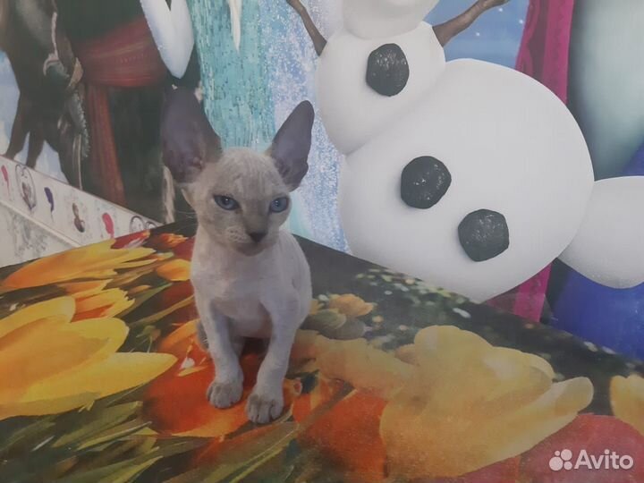 Котёнок Канадский Сфинкс