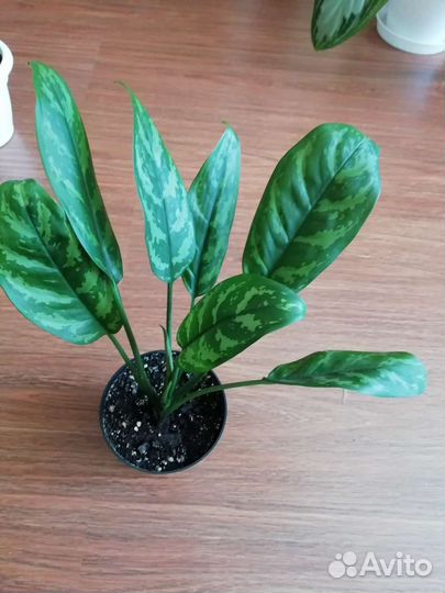 Аглонема крит, сингониум, фикусы, эписции