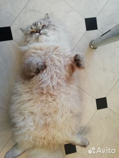 Котик персидский на вязку