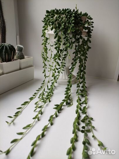 Крестовник Роули