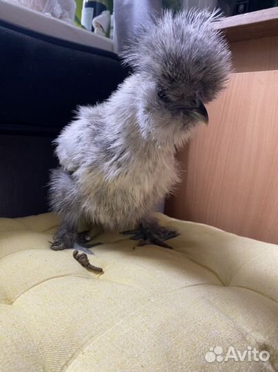 Шелки,Лакеданзи,Брама