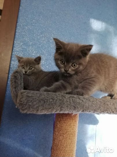 Британские котята