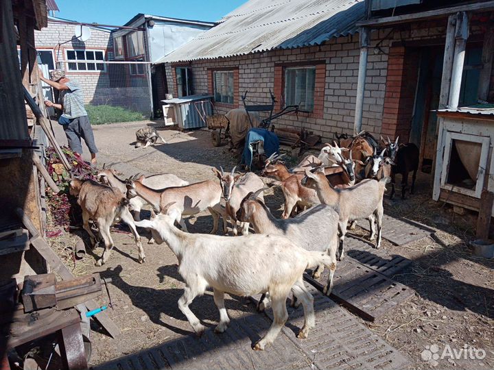 Зааненские козлята