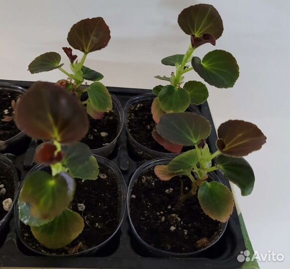 Бегония вечноцветущая, королевская, традесканция