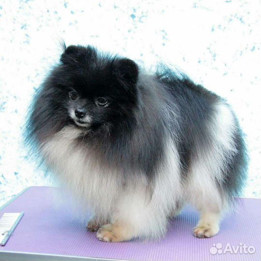 Померанский шпиц, крошечный мальчик