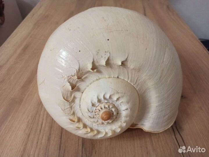 Морская раковина