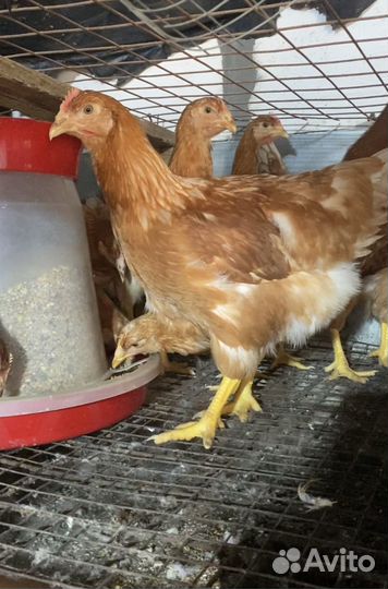 Куры молодки несушки