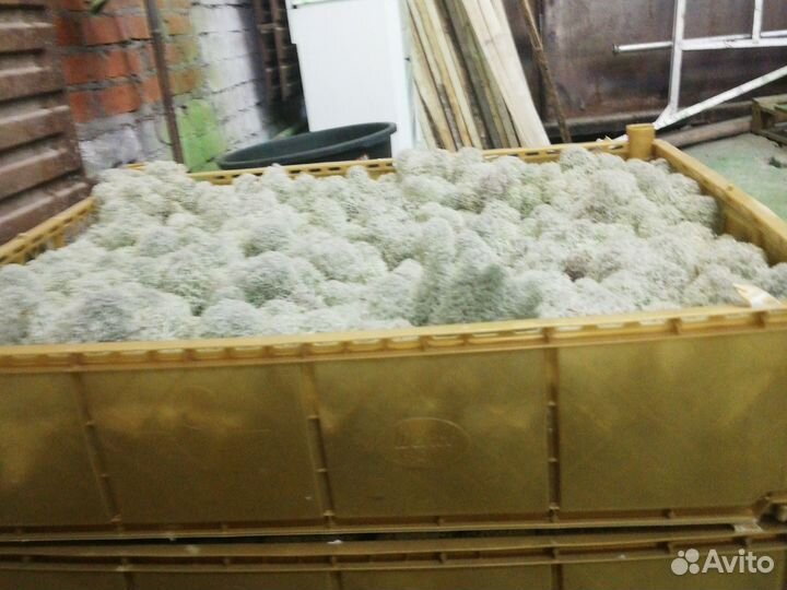 Ягель очищенный, сухой. Сложанный в бокс