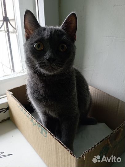 Найден котёнок