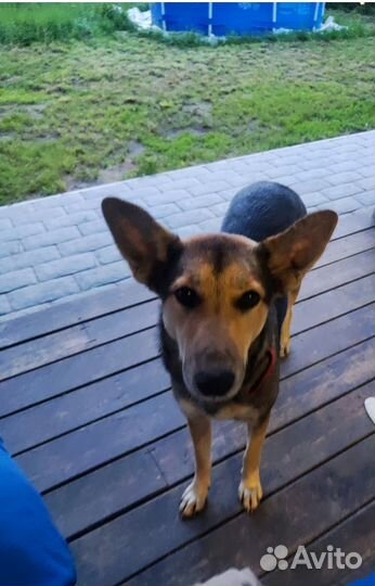 Передержка собак на время вашего отпуска