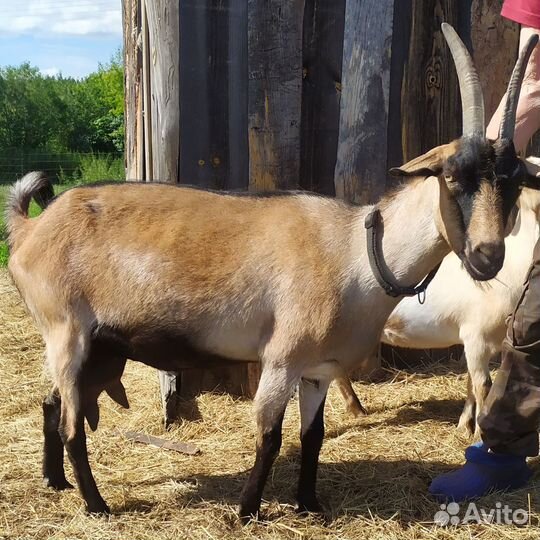 Дойные козы