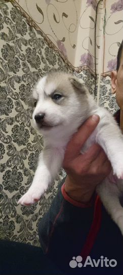 Сибирский хаски